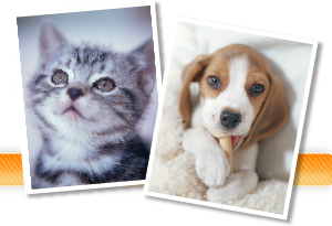 犬と猫のイメージ